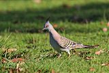 Crested Pigeonborder=